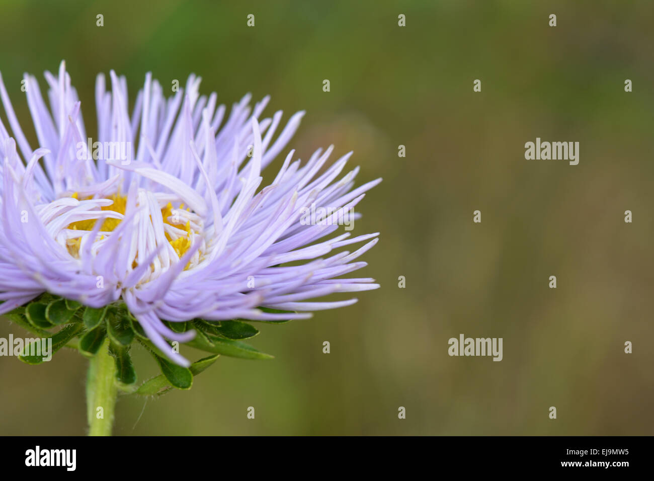 Gros plan sur les fleurs bleues Banque D'Images