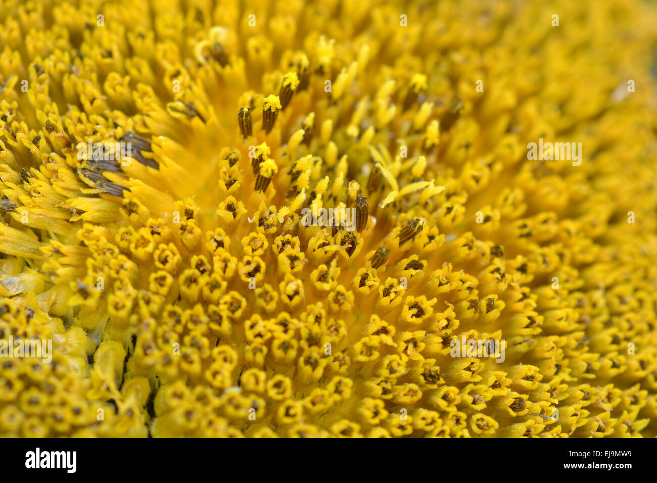 Un plan macro tournesol Banque D'Images