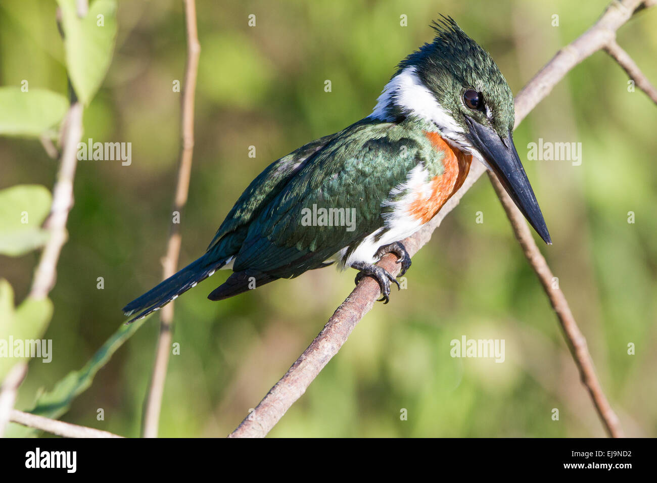 Amazon kingfisher Banque D'Images