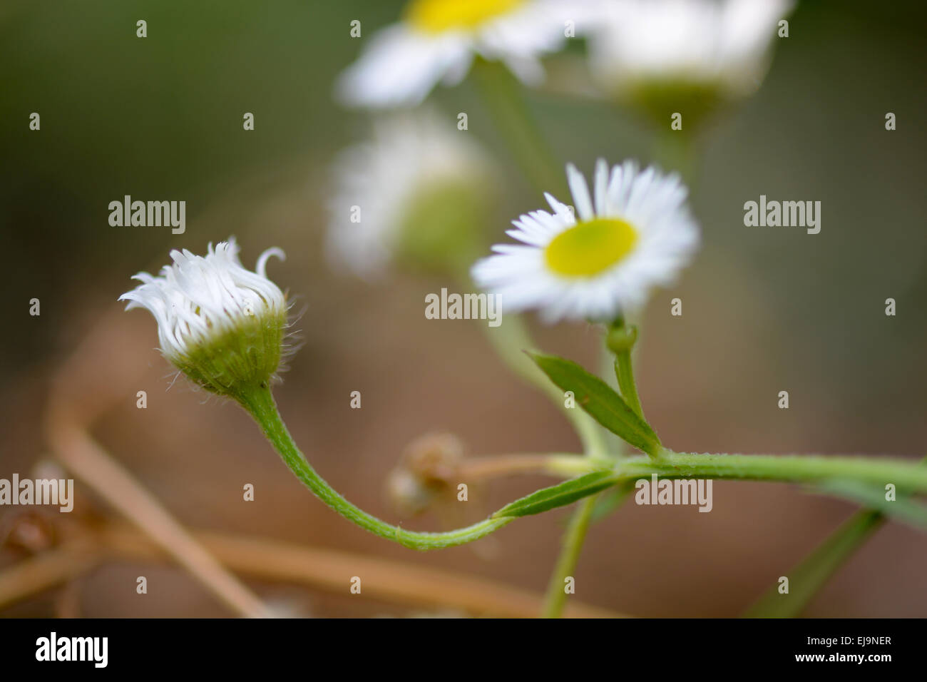 Belles marguerites sur un fond de fleurs Banque D'Images