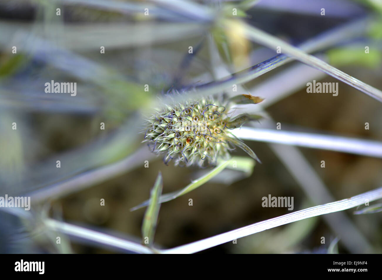 Avec feuilles fleurs bourgeon bleu Banque D'Images