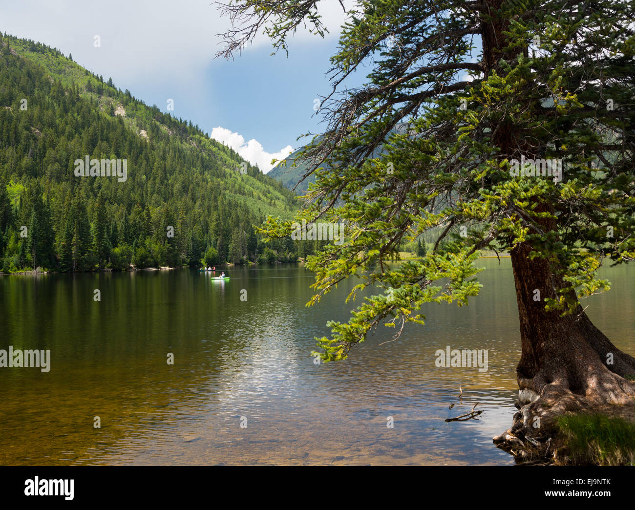 Lake Buena Vista Cottonwood près de Colorado Banque D'Images