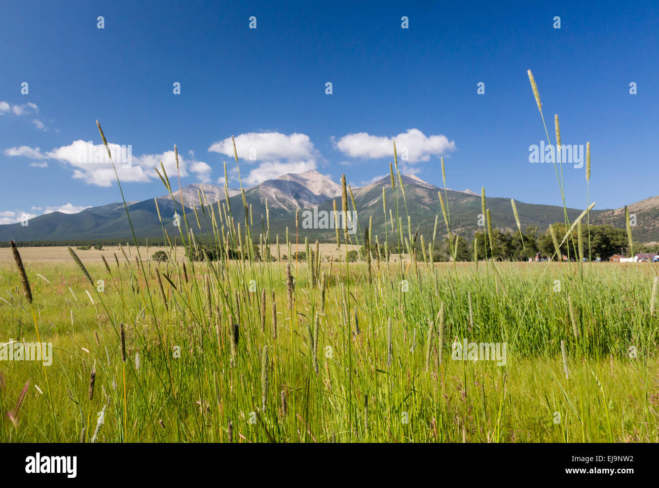 Les herbes de la ferme et par Mt CO Princeton Banque D'Images