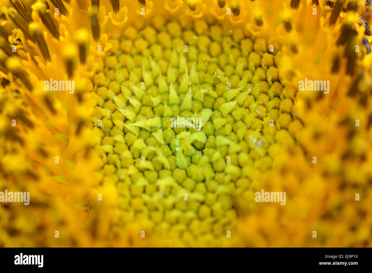 Vue rapprochée du tournesol jaune Banque D'Images