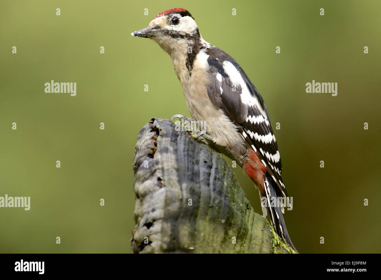 Great Spotted Woodpecker Banque D'Images