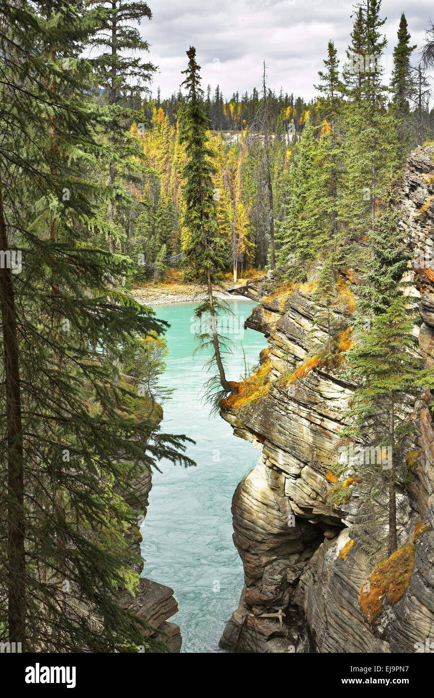 Fur-arbres poussent sur les roches Banque D'Images