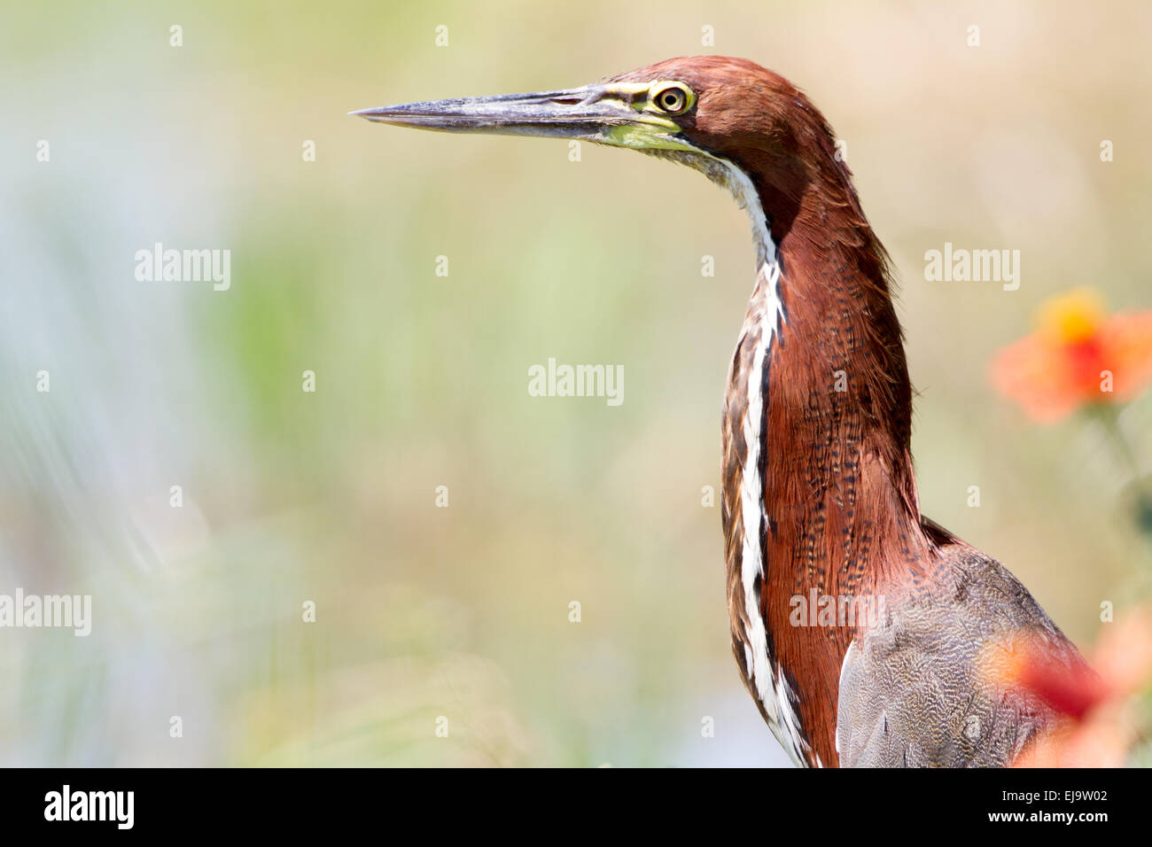 Rufescent tiger heron Banque D'Images