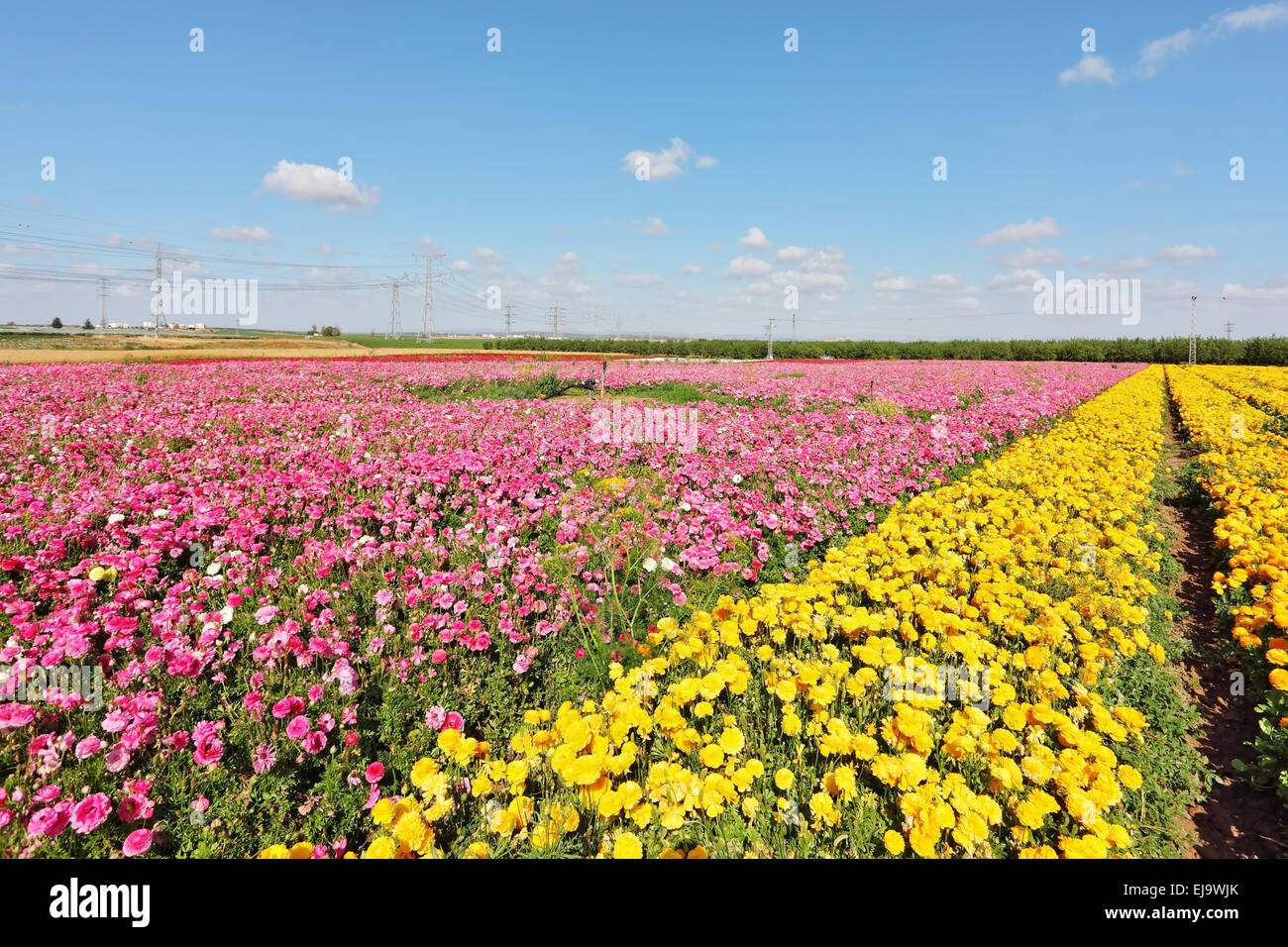 Kibbutz champs avec des fleurs Banque D'Images