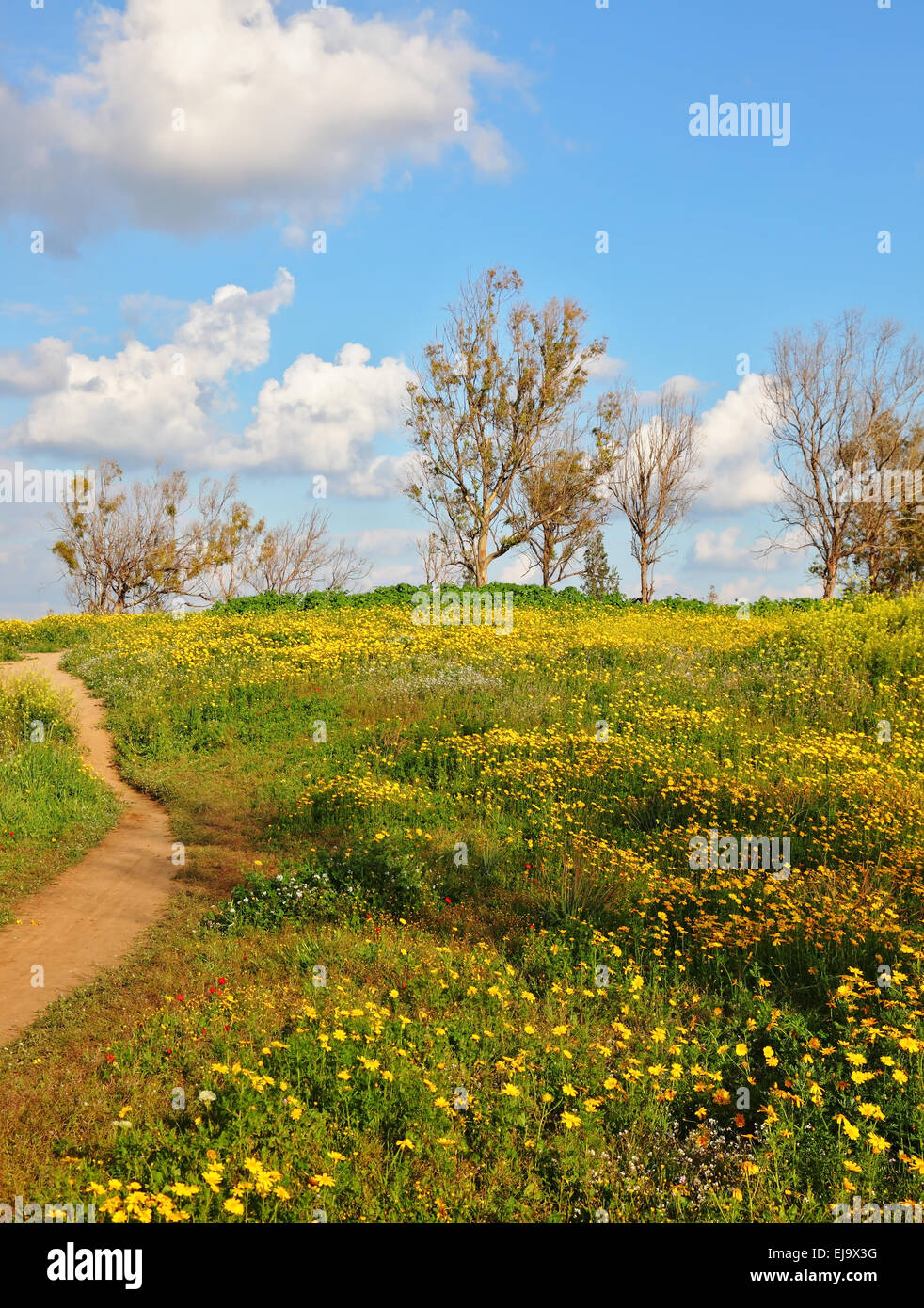 Un chemin de terre dans les champs de camomille Banque D'Images