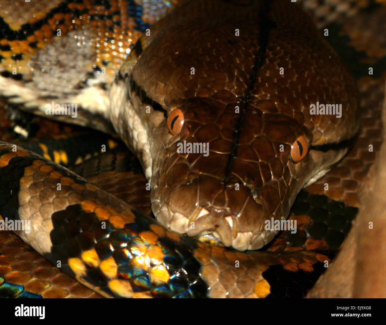 Python réticulé asiatique (Broghammerus reticulatus, Malayopython ...