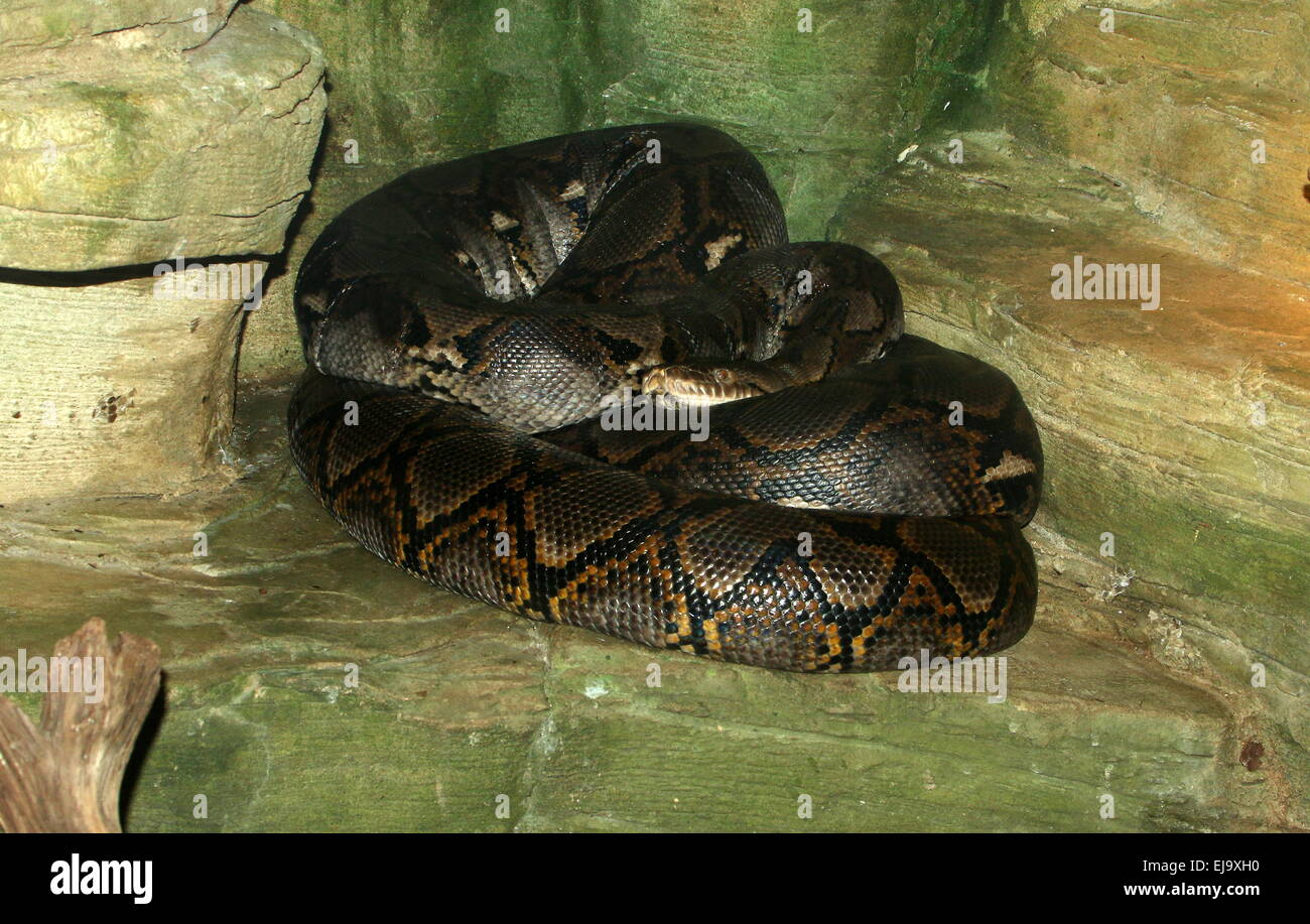 Python réticulé asiatique (Broghammerus reticulatus, Malayopython ...