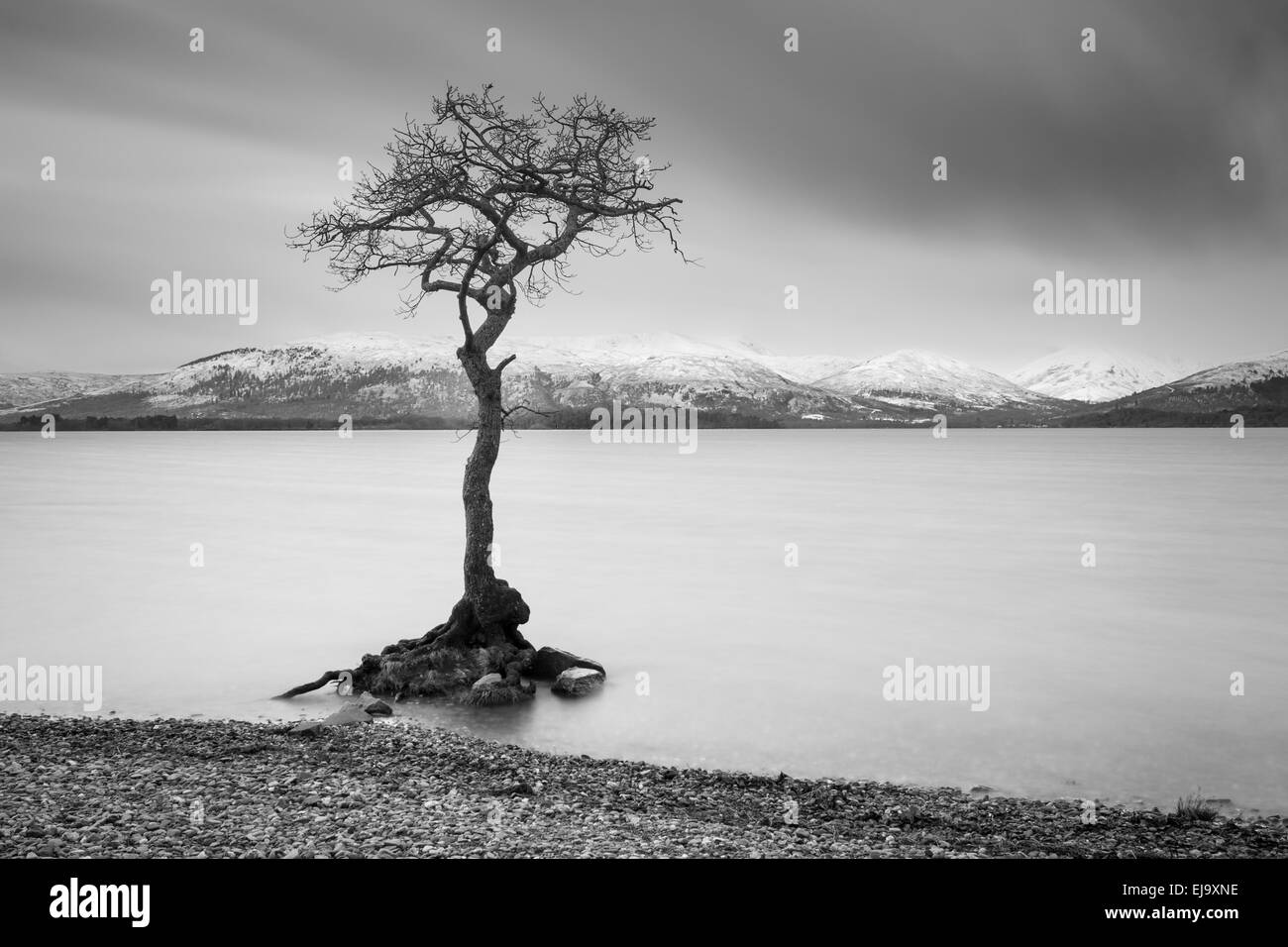 Le célèbre arbre de chêne partiellement submergé près de Milarrochy Bay, Loch Lomond Banque D'Images