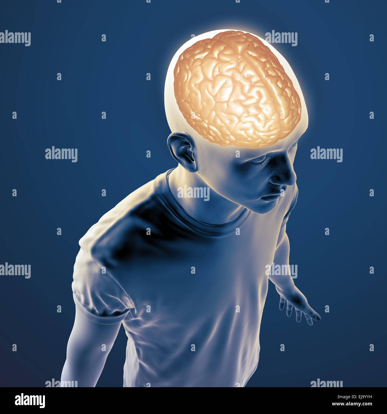L'anatomie humaine illustration - système nerveux central Banque D'Images