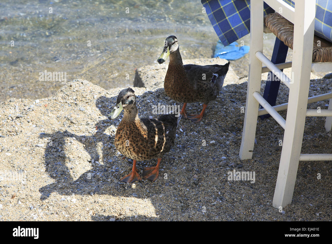 Les mendiants des canards en été cafe sur la plage. Banque D'Images