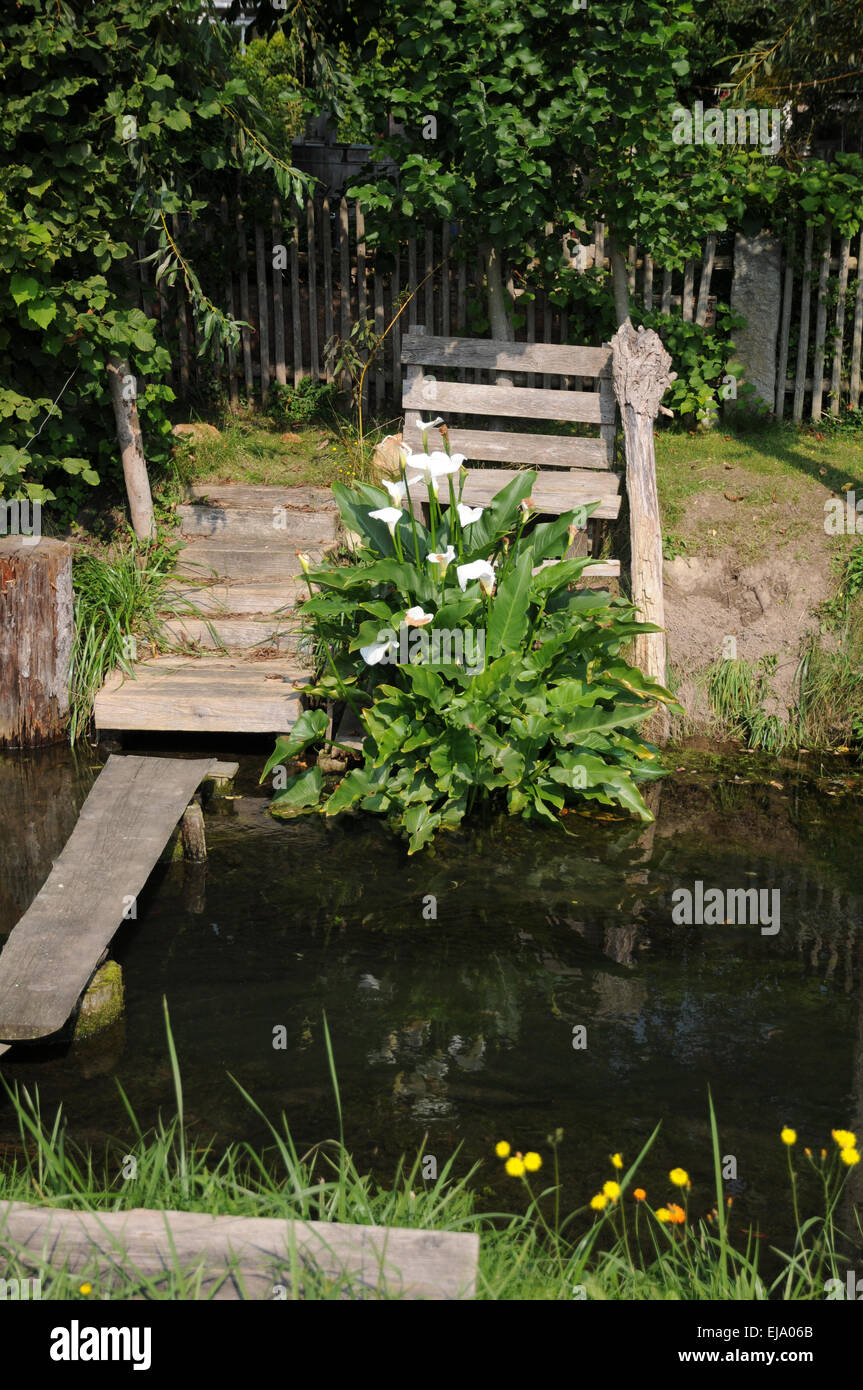 Calla lily Banque D'Images