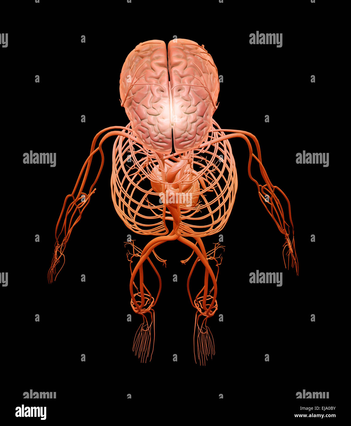 Anatomie humaine - illustration des systèmes circulatoires et nerveux central Banque D'Images