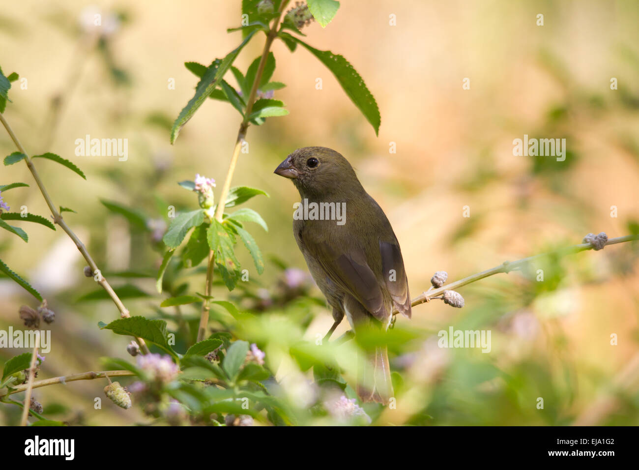 Black-faced grassquit (tiaris bicolor) Banque D'Images
