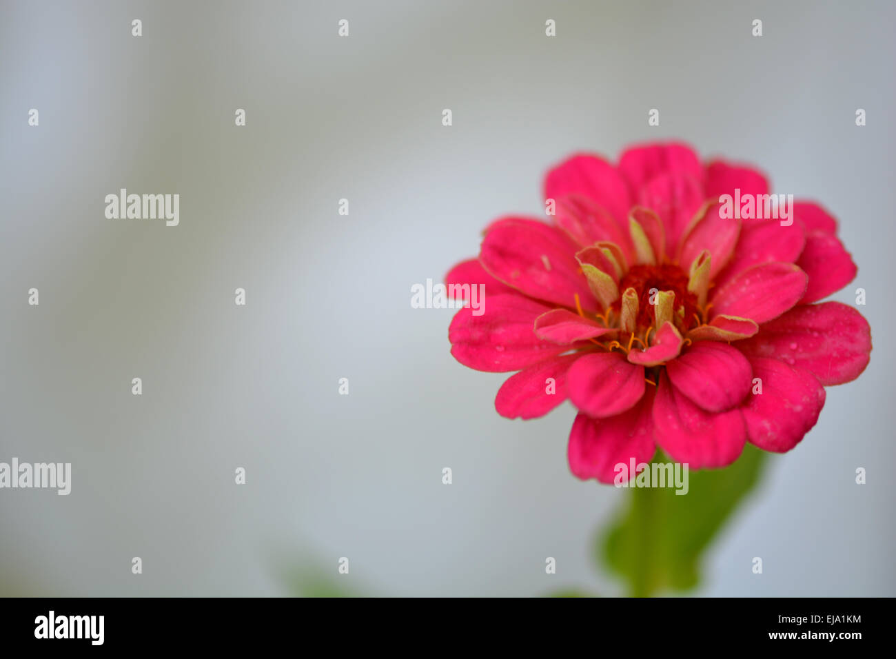 Fond fleur rouge Banque D'Images