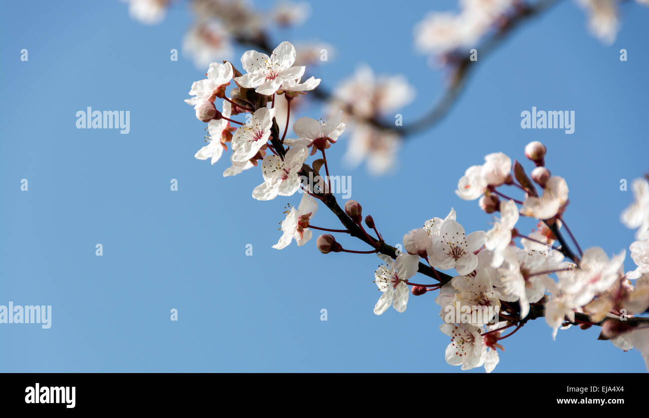 Cherry Blossom contre un ciel bleu, un signe certain de l'arrivée du printemps. Banque D'Images