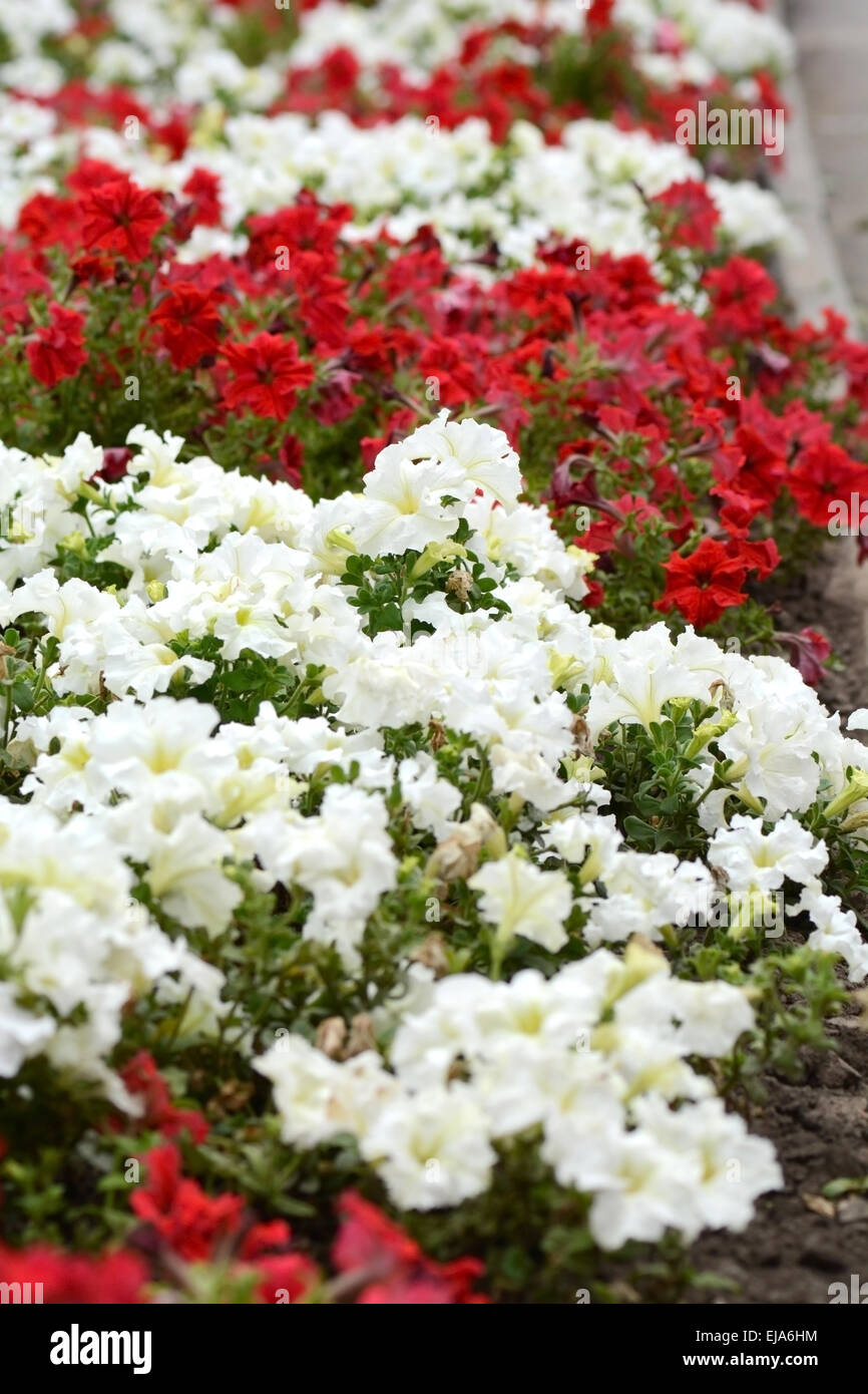 Champ de fleurs Banque D'Images