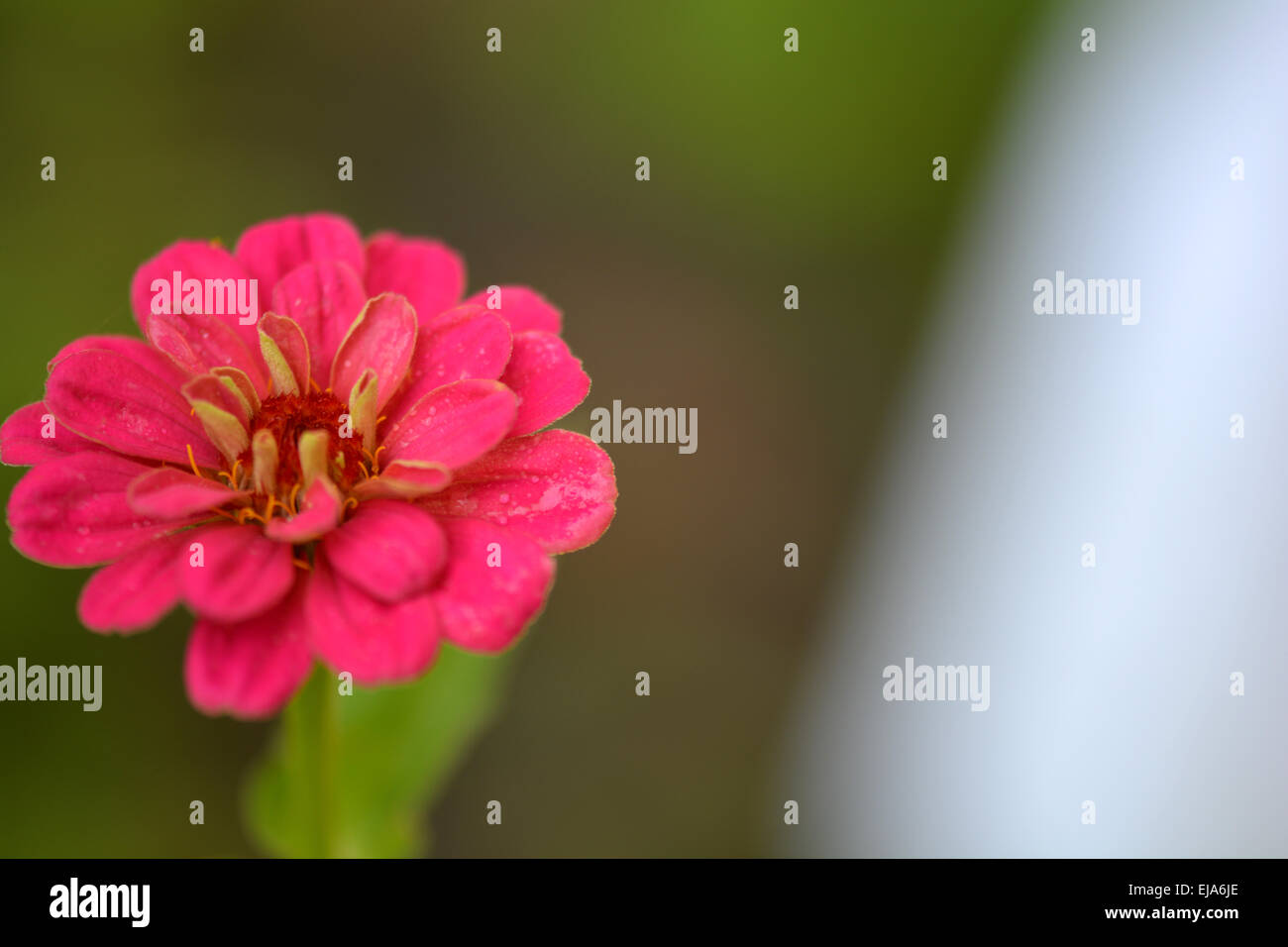 Gros plan sur fond de fleurs rouge Banque D'Images
