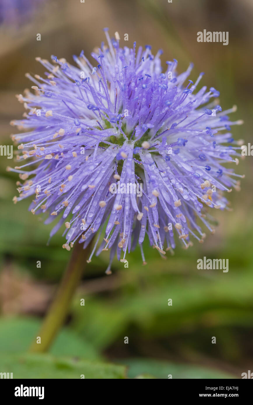 Fleurs alpines Bit Scabious Devils, Succia Pratensis Banque D'Images