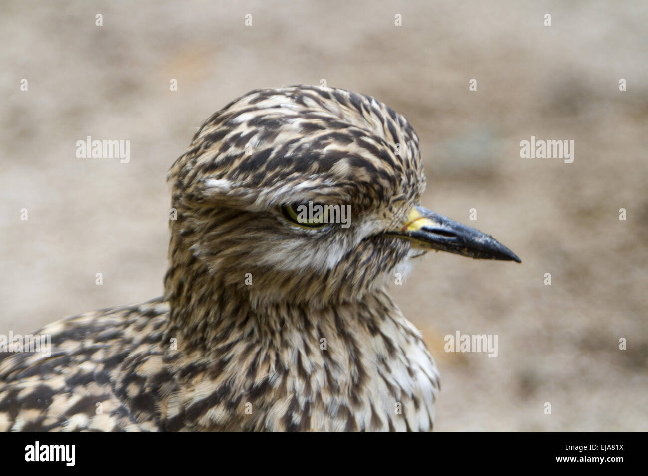 Œdicnème Banque D'Images
