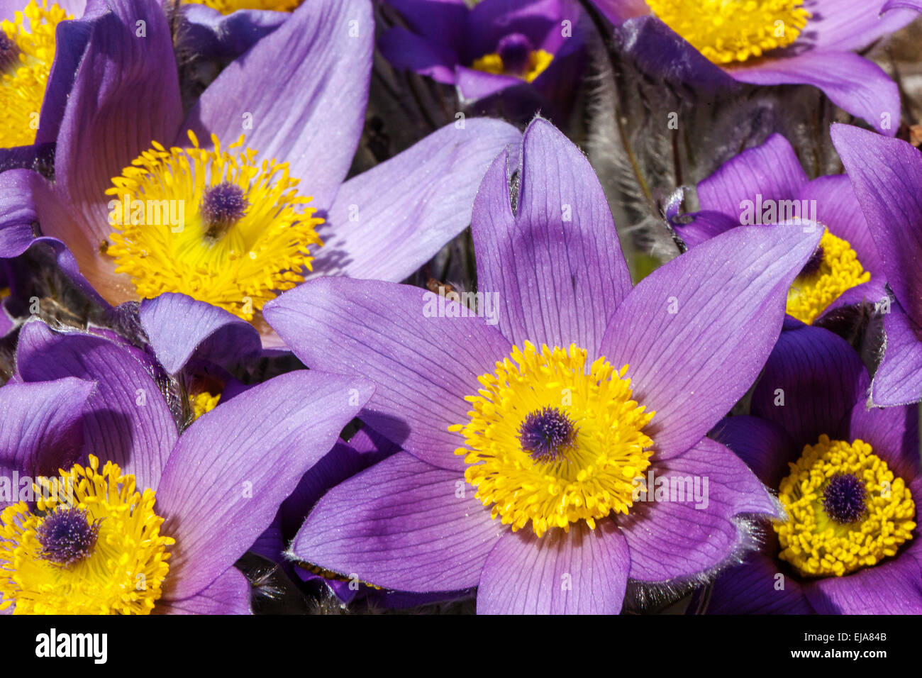 Anémone pulsatille violette close up, Pulsatilla vulgaris grandis Banque D'Images