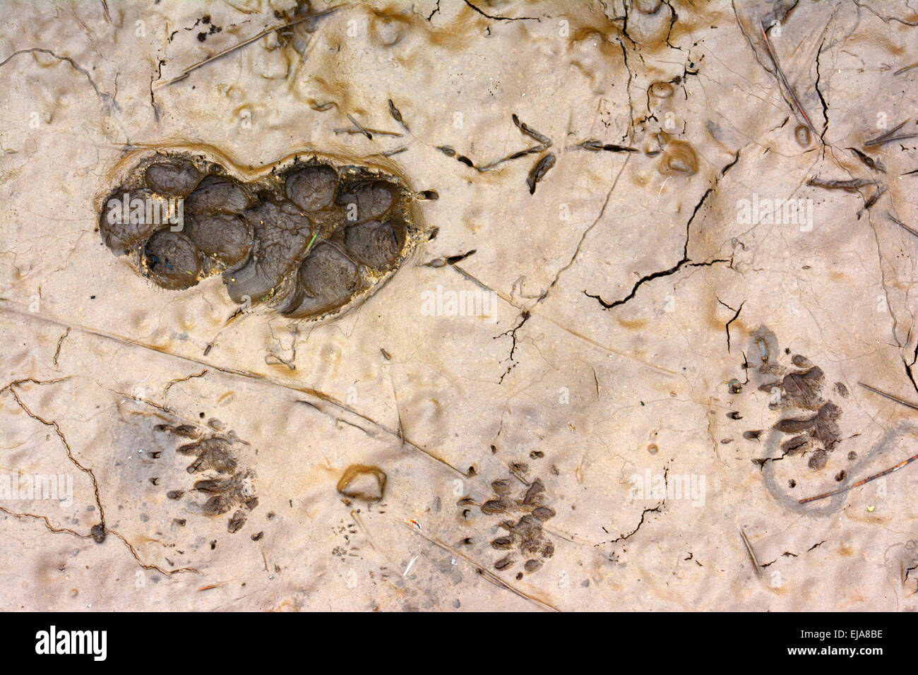 Les empreintes des animaux dans la boue Banque D'Images