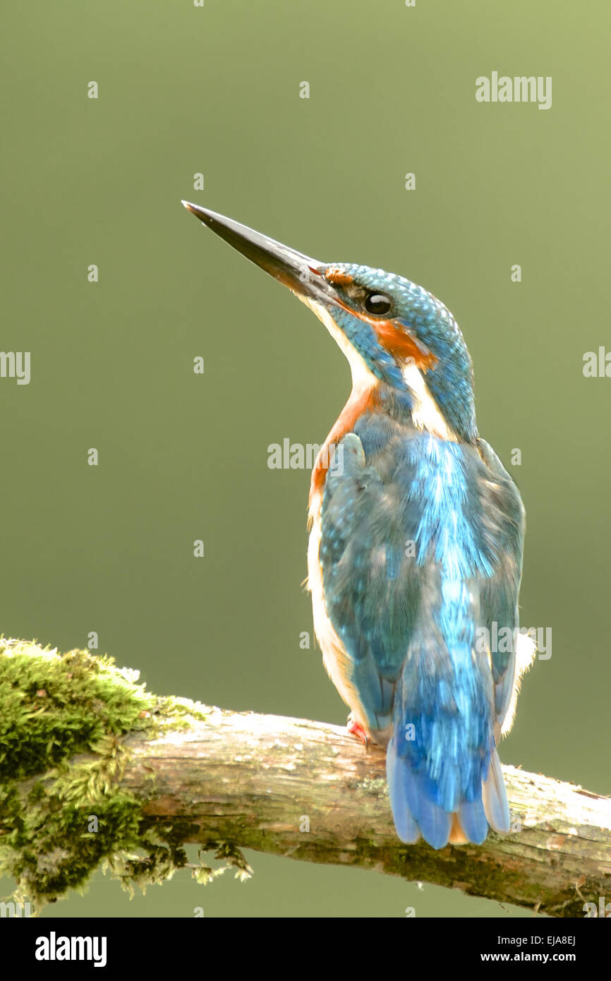 Kingfisher commun Banque D'Images