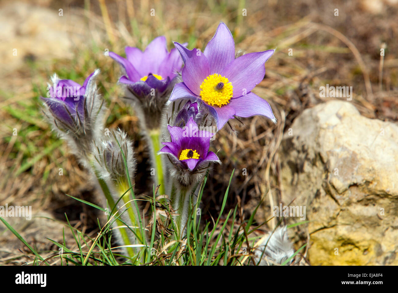 Fleur de Pasque, Pulsatilla grandis vulgaris jardin fleurs de pelouse, jardin de fleurs de printemps Banque D'Images