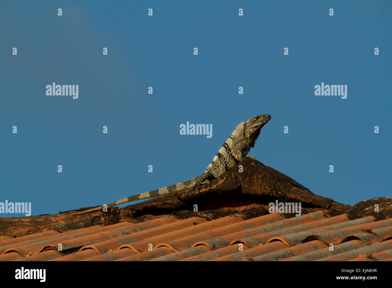 L'iguane noir (ctenosaura similis) de prendre du soleil sur un toit Banque D'Images