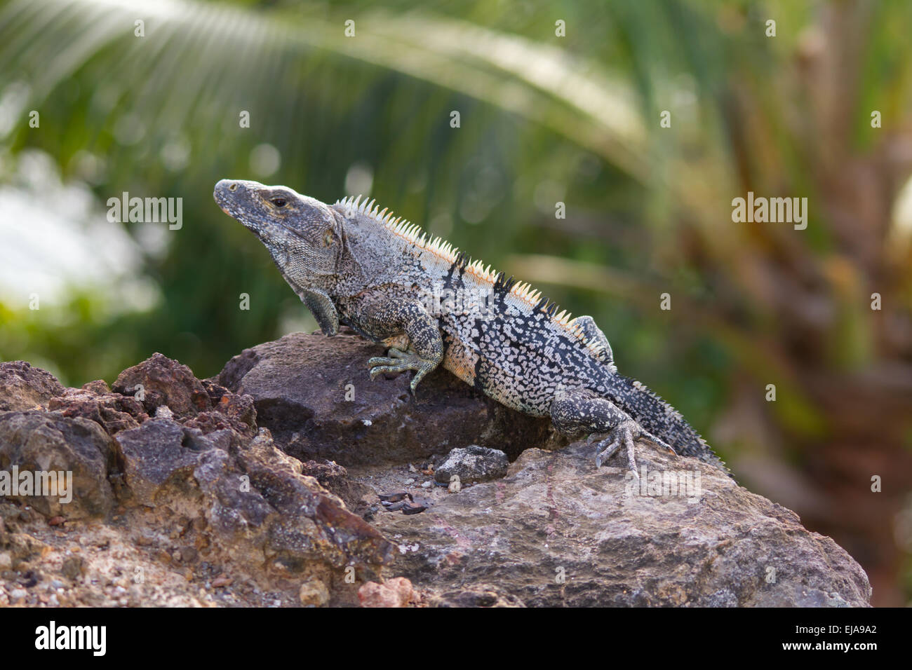 L'iguane noir (ctenosaura similis) Banque D'Images