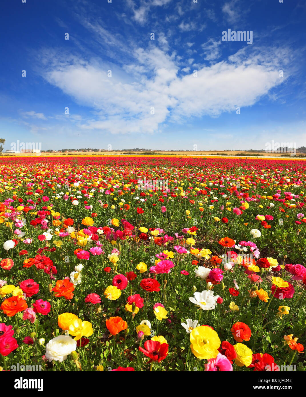 Floraison de printemps Banque D'Images