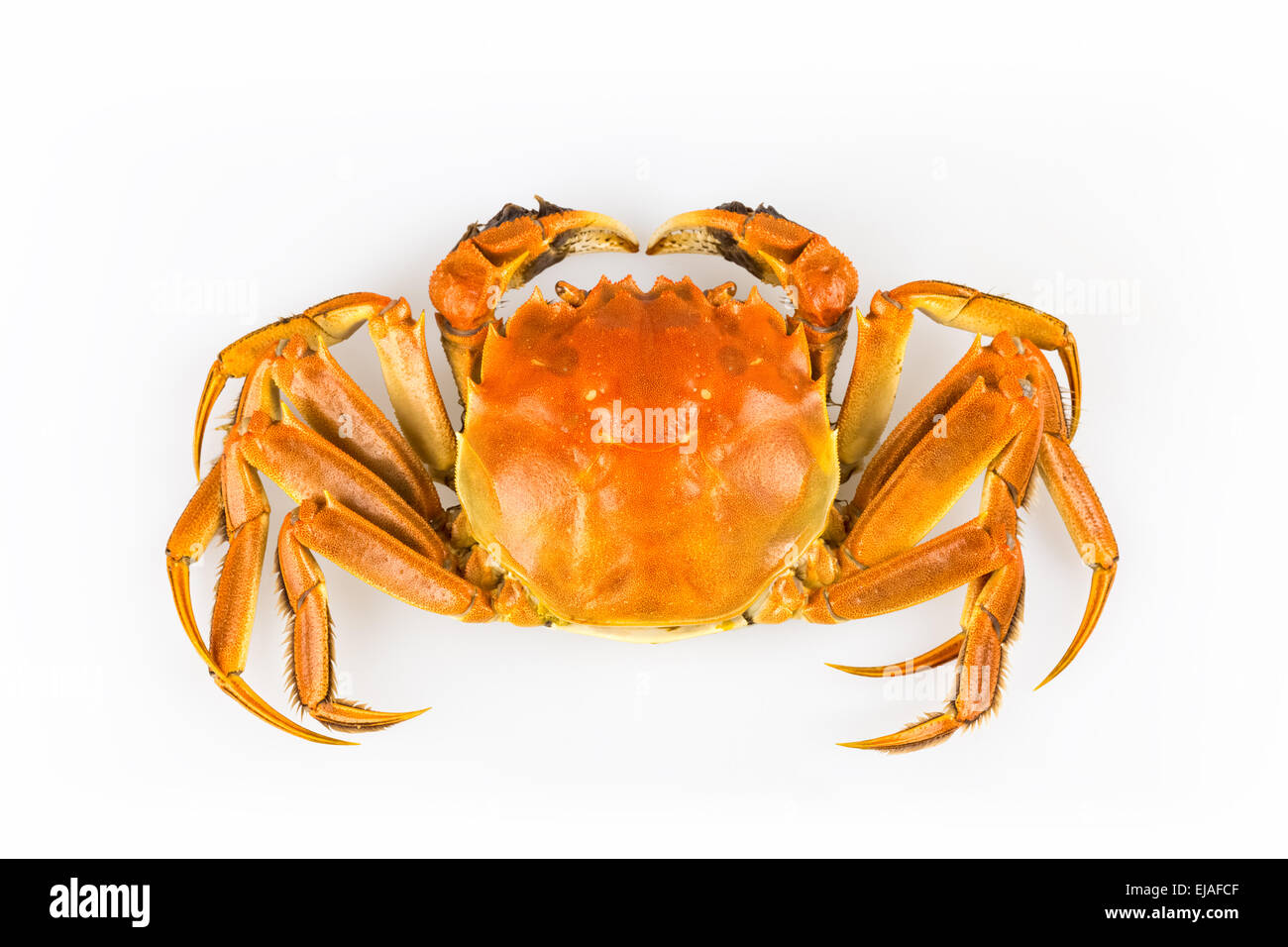 délicieux crabe Banque D'Images