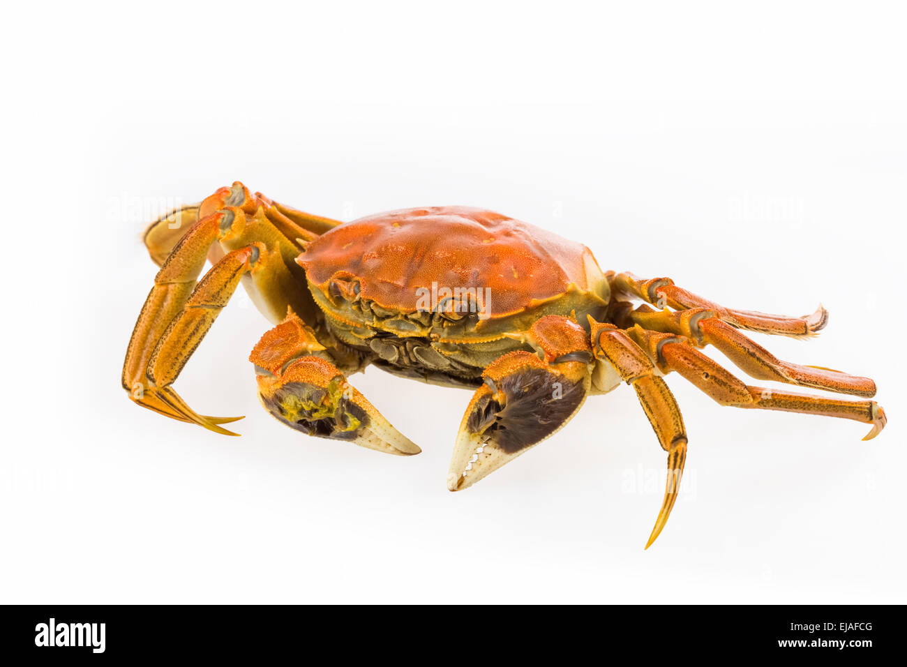 Crabe cuit délicieux closeup Banque D'Images