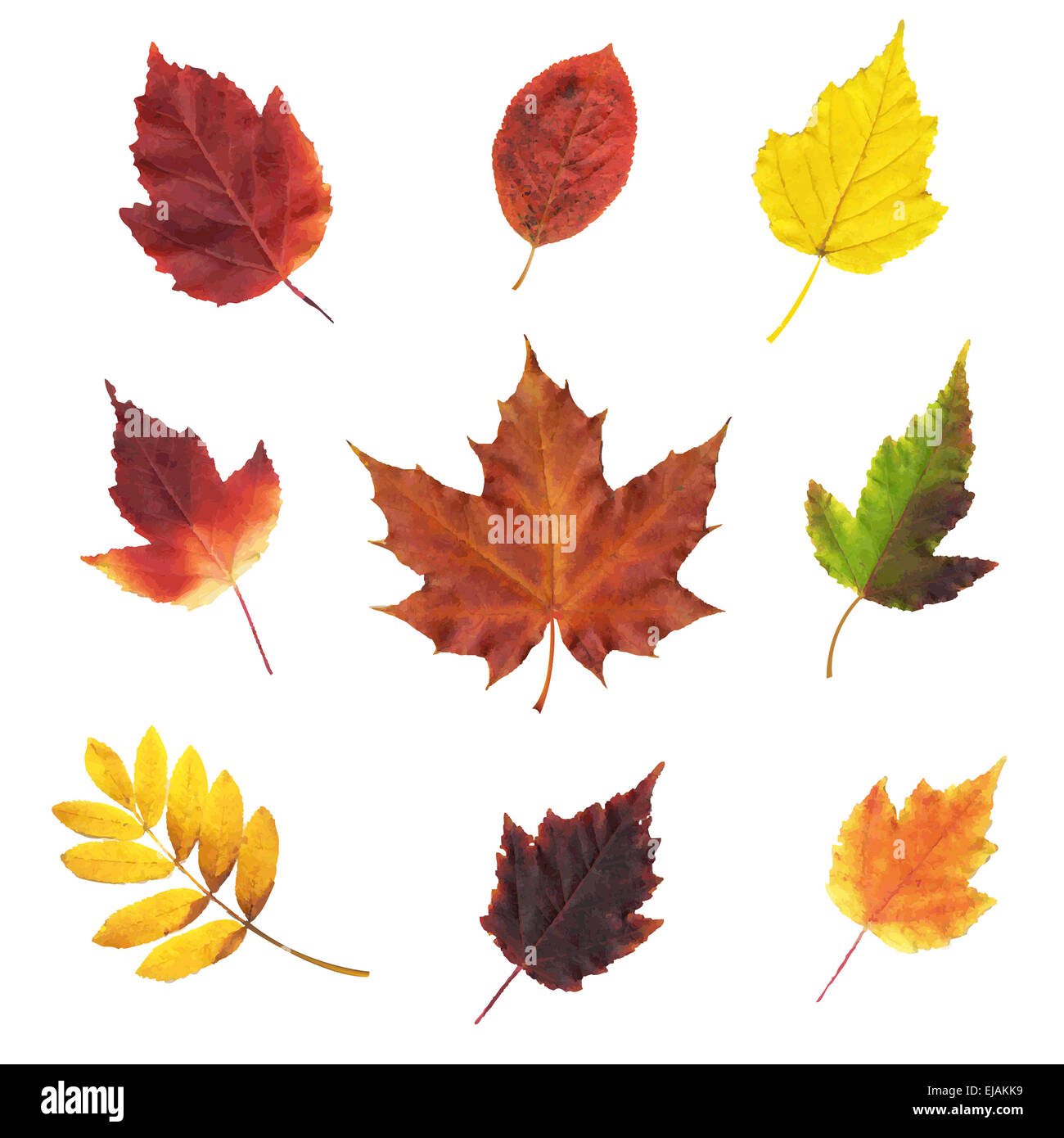 Grandes feuilles Set Banque D'Images
