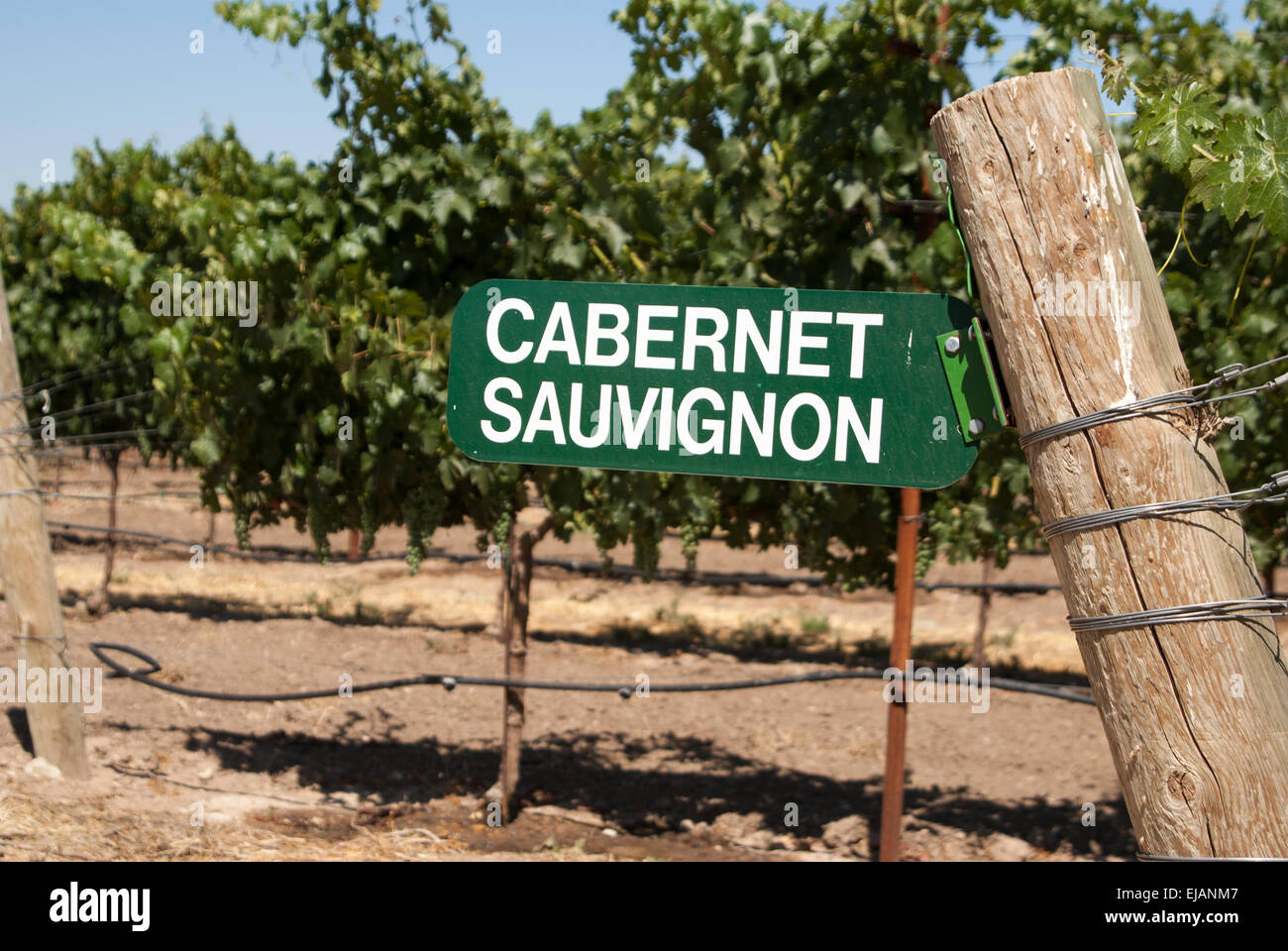 Signer pour le Cabernet Sauvignon Banque D'Images