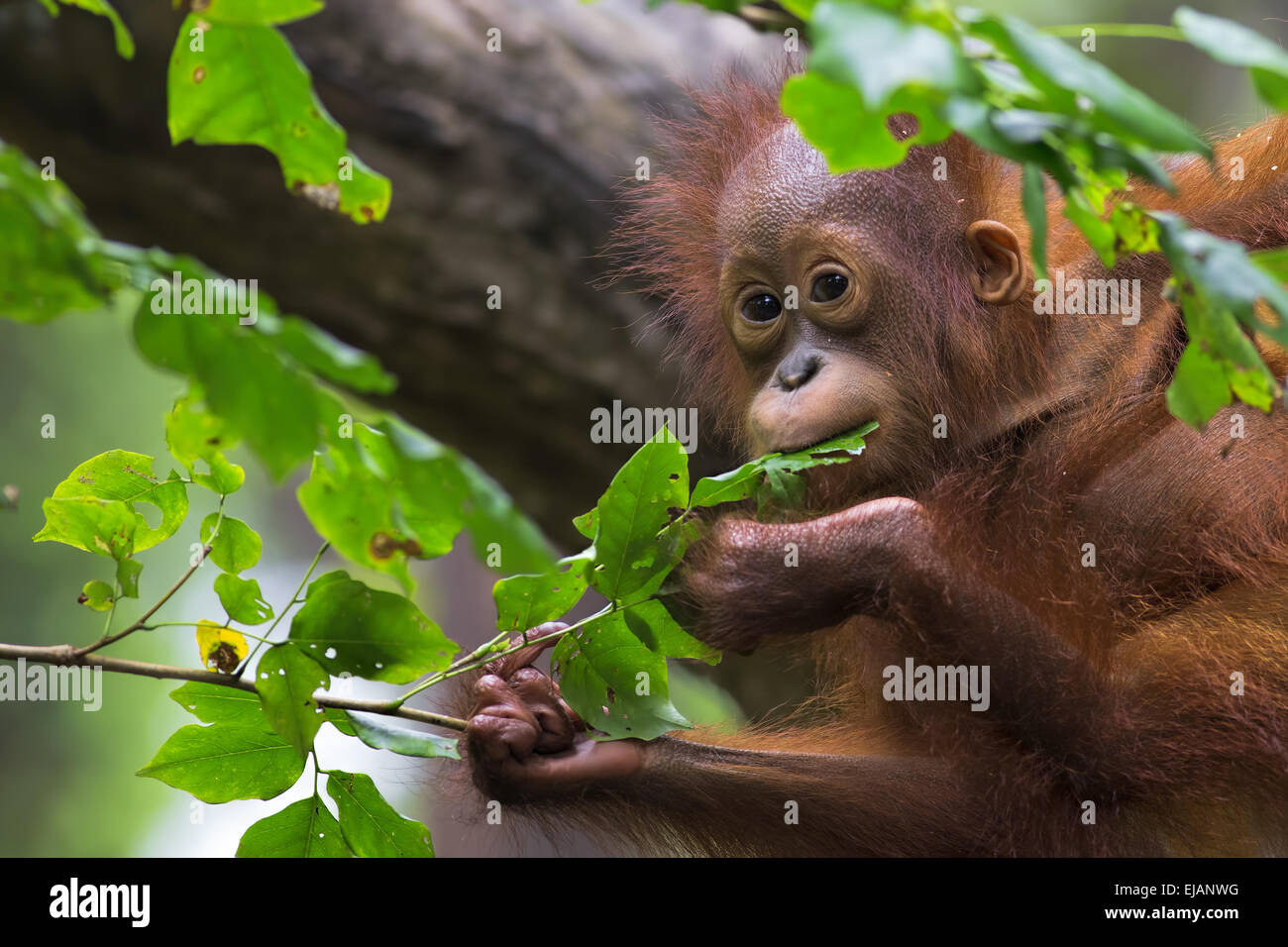 L'orang-outan de Bornéo Banque D'Images