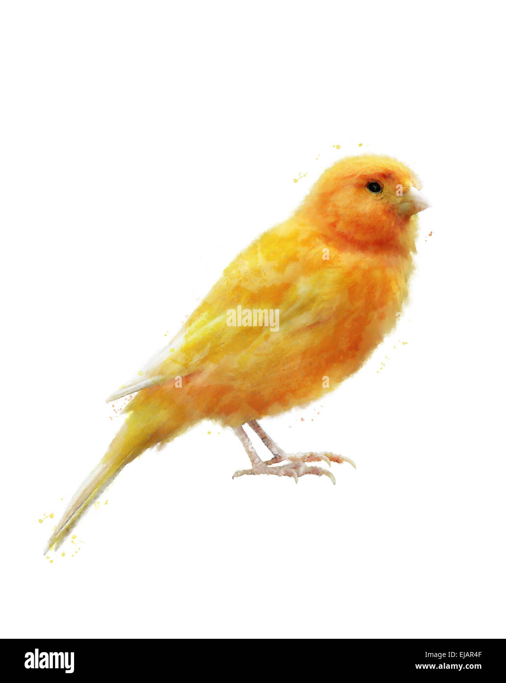 Aquarelle Image de Yellow Bird Banque D'Images