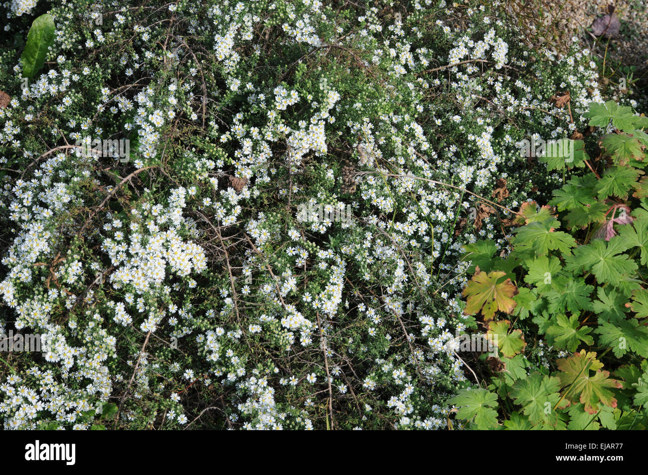 Aster de Heath Banque D'Images