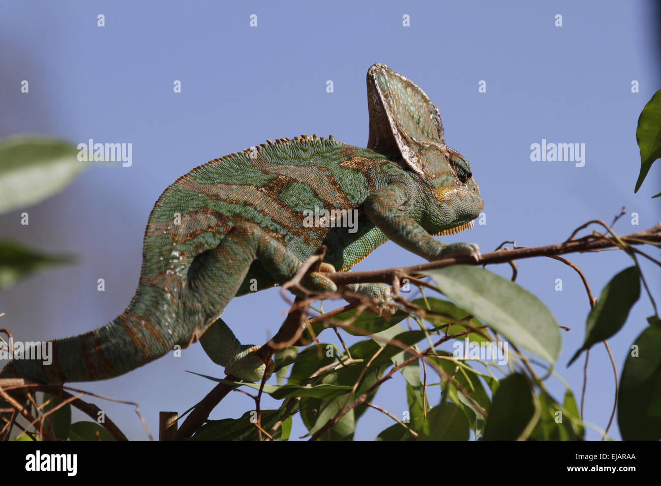 Veiled Chameleon Banque D'Images