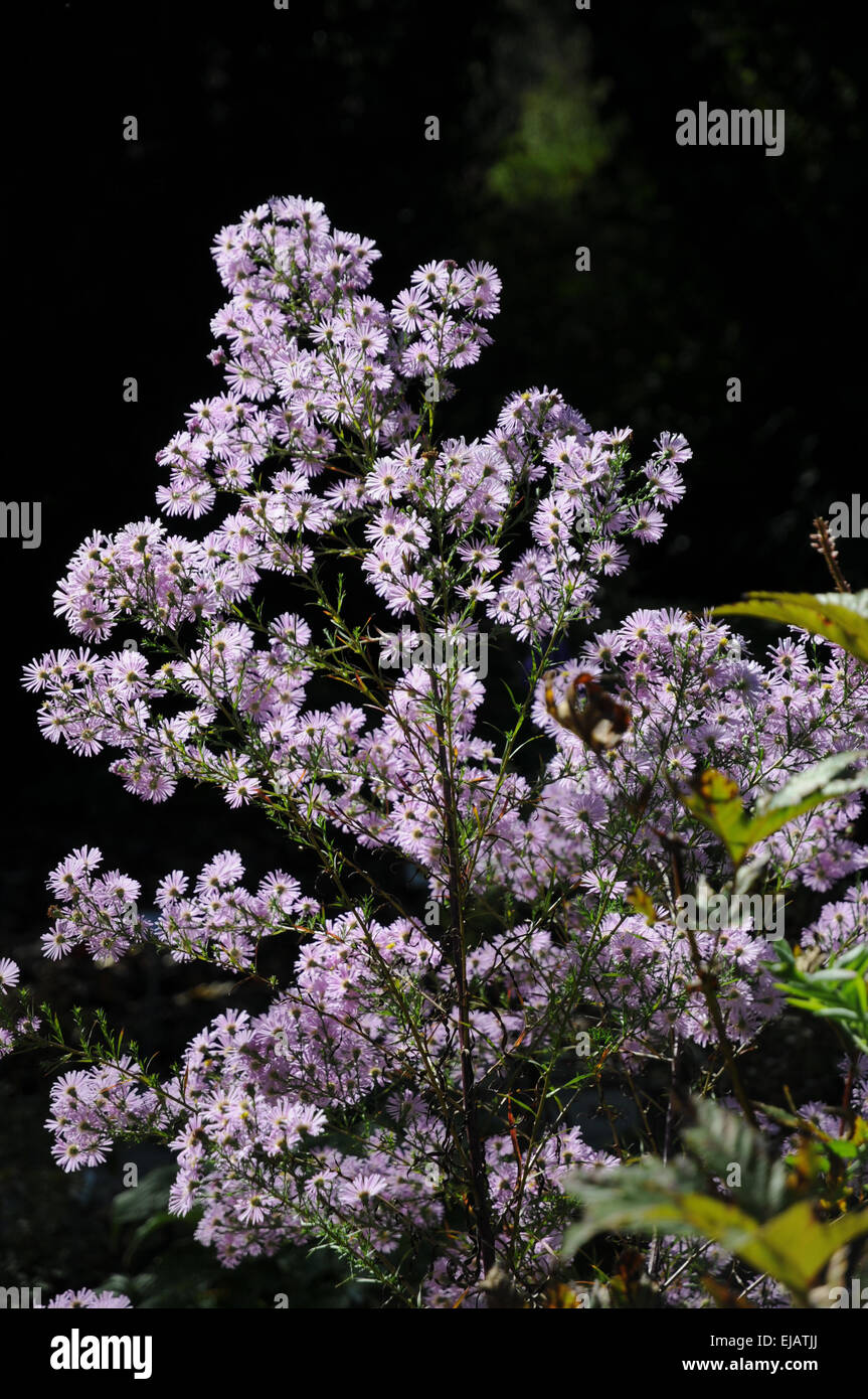 Groupe Universum Aster Pink Star Banque D'Images