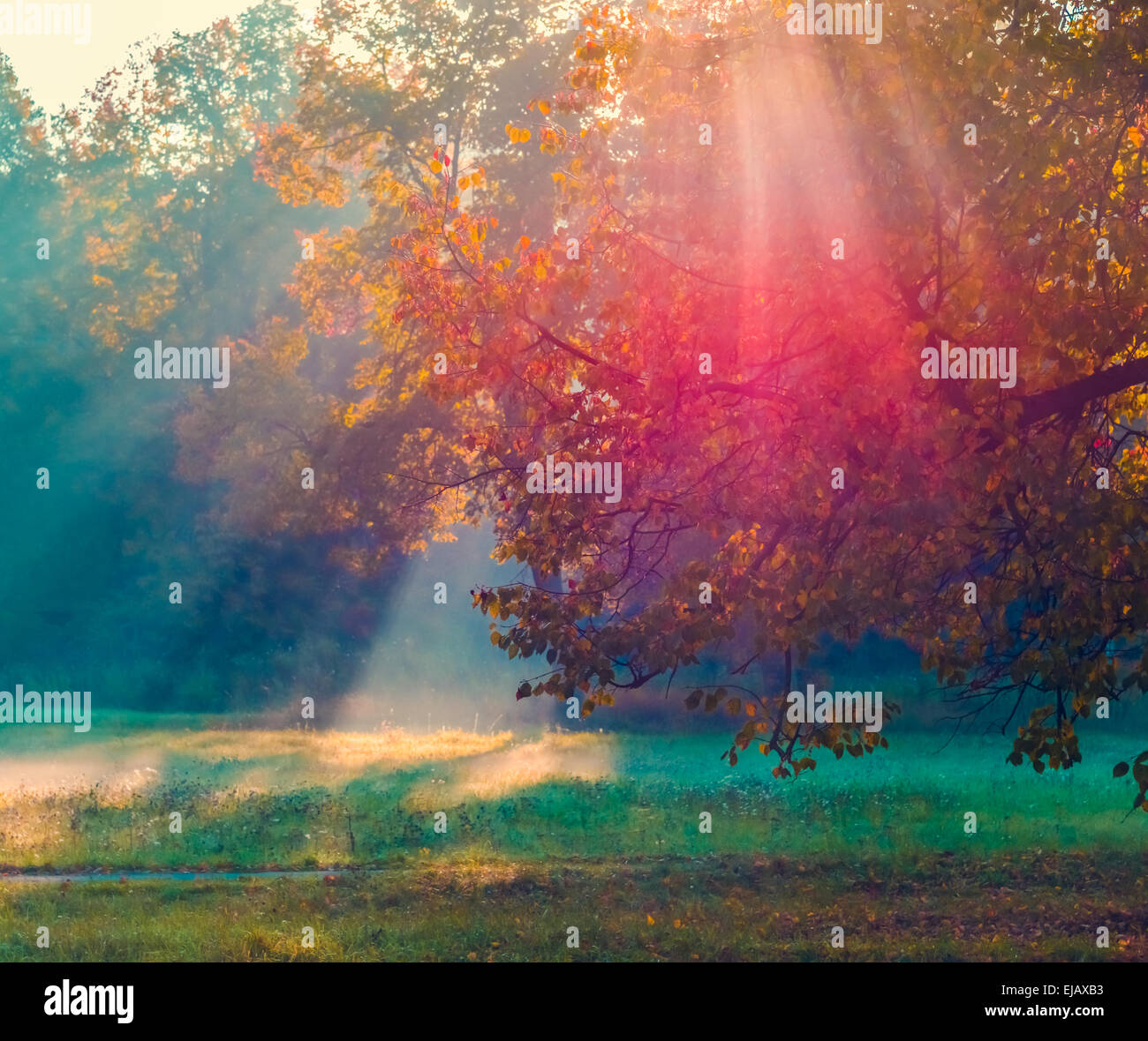 Rayon de soleil dans l'arbre Banque D'Images