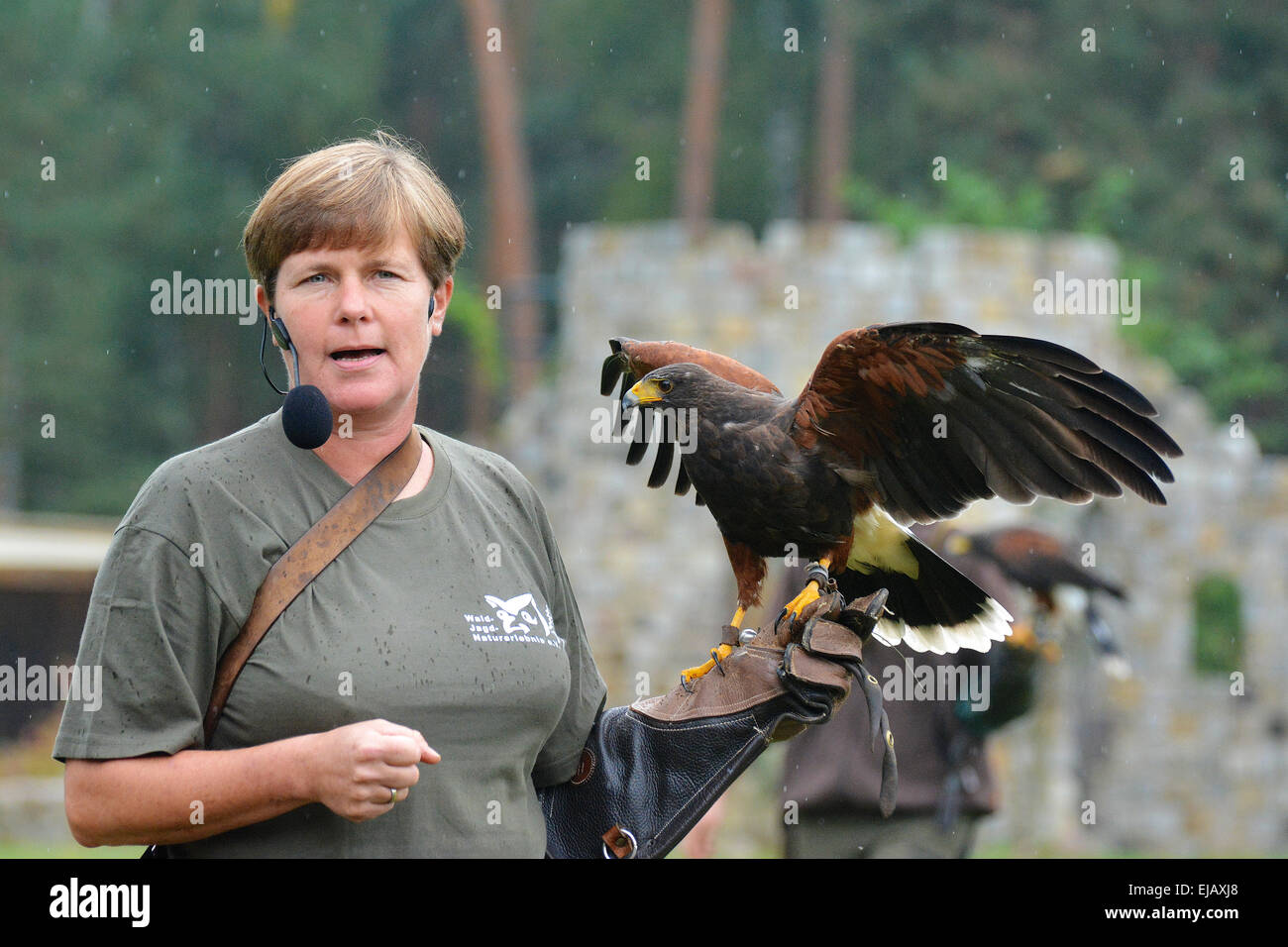 Falconer avec buzzard dessert allemand Banque D'Images