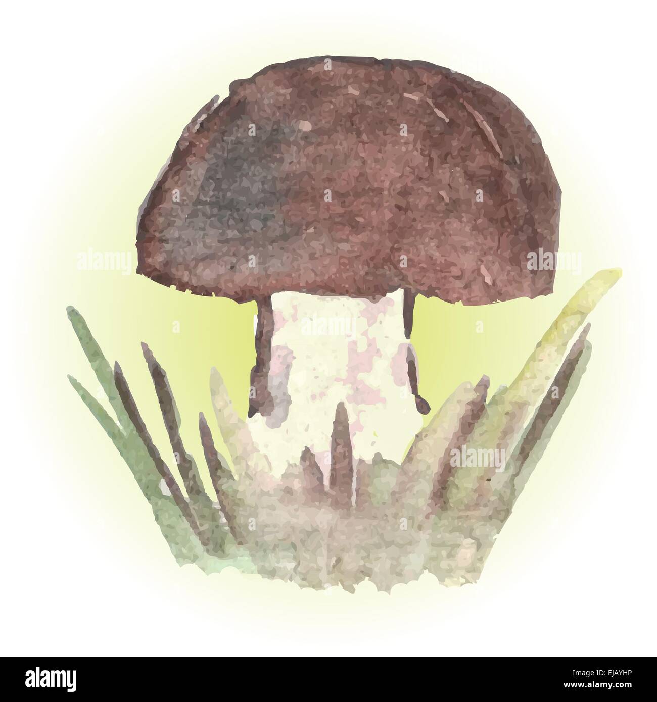 mashroom Banque D'Images