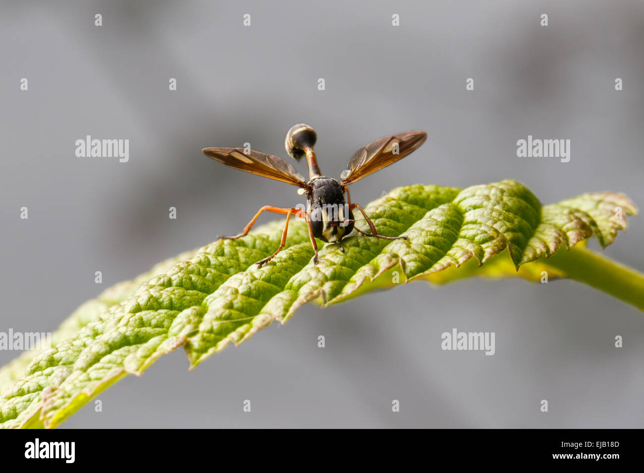 Insecte sur une feuille Banque D'Images