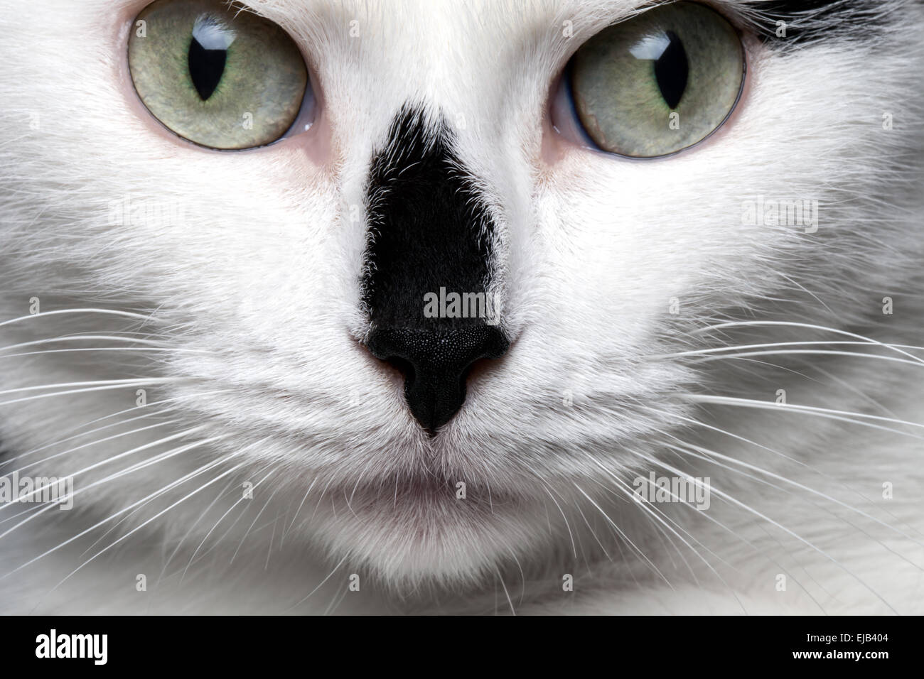 Portrait en gros chat blanc avec nez noir Banque D'Images