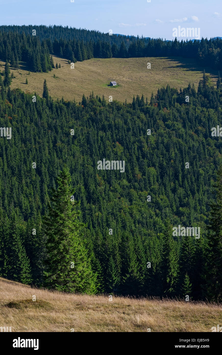 Maison solitaire dans une clairière dans les bois Banque D'Images