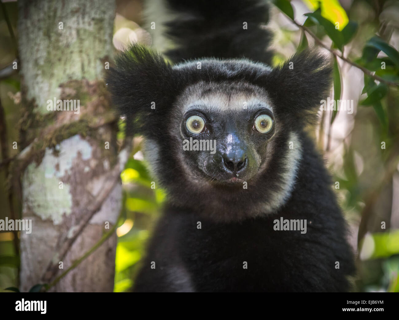 L'Indri, le plus grand lémurien de Madagascar Banque D'Images